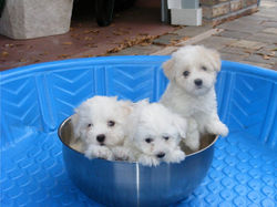 PuppiesI