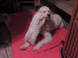 Tacoma and Coton