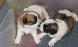 Puppy XVI