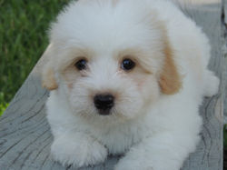 Puppy Cute VI