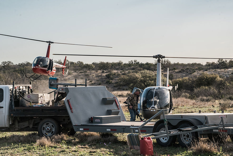 Two_Helicopters_hog_hunting