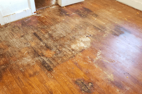 Survival of the Wettest: Which Wood Floors Can Get Wet?
