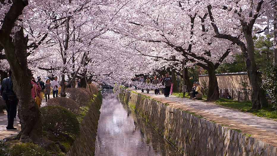 Enjoy Cherry Blossom Viewing