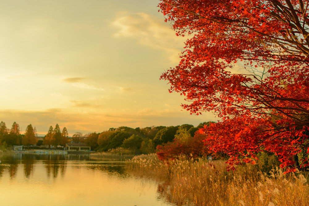 Tokyo in Autumn: 5 spots to visit - Tokyo Localized | Free Tour in