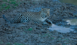 okonjima-plains-13jpg