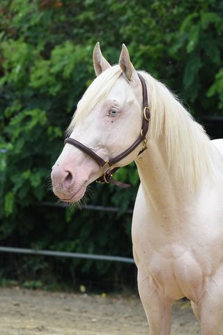 étalon cremello