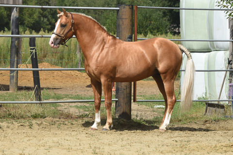 palomino sport pony