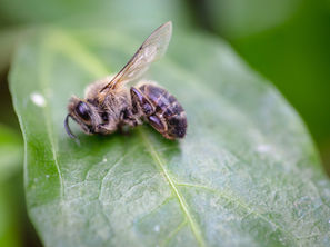 Mortandad de abejas por el uso de plaguicidas