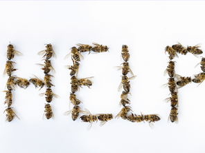 Leyes y abejas: situación en México
