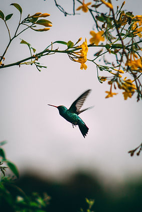 green and black humming bird flying_edited.jpg