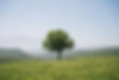 tree in the middle of a field