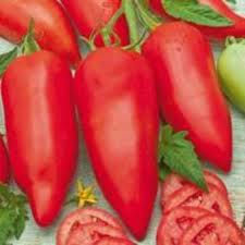 Tomate Cornabel F1 (Amélioration Cornue des Andes)