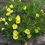 Miniature : Oenothere Macrocarpa