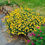 Miniature : Helianthemum Golden Queen