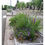 Miniature : Liatris Spicata Floristan violet