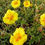 Miniature : Helianthemum Golden Queen