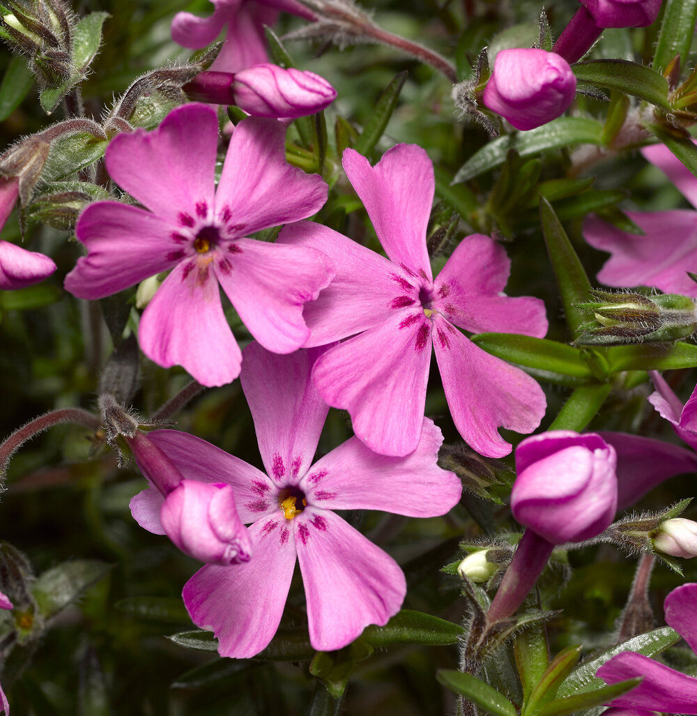 Phlox Subulata Goldiphlox Rose