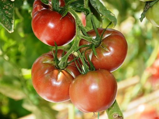 Tomate Noire de Crimée (Variété ancienne)