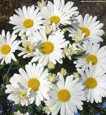 Miniature : Leucanthemum Maximum Star Leo