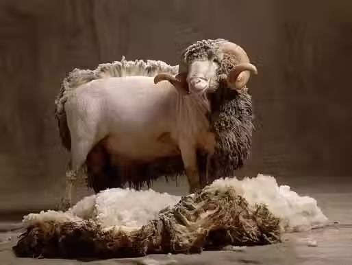 La laine mérinos : une fibre naturelle qui prend soin de votre peau