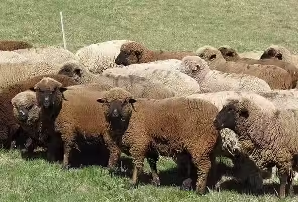 Moutons Mérinos