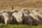merino sheep