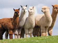 Why Alpaca Wool Knitwear Is the Perfect Blend of Comfort and Elegance