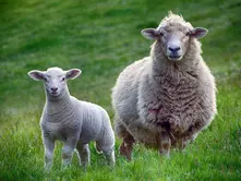 Beyond Fast Fashion: Embracing Wool’s Long-Life Cycle