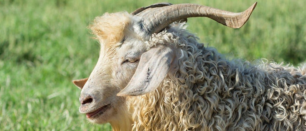 mohair goat