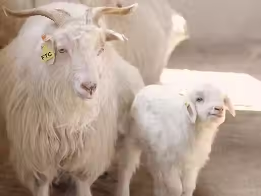 Pourquoi le cachemire est le meilleur allié des peaux sensibles