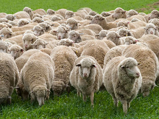 Inside the World of 130s Merino: Why Fibre Fineness Matters