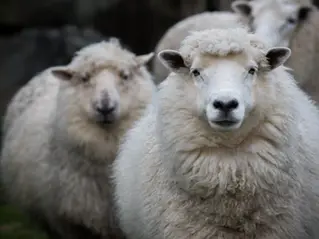 Why Merino Wool Is the Quiet Luxury Staple You Need This Season