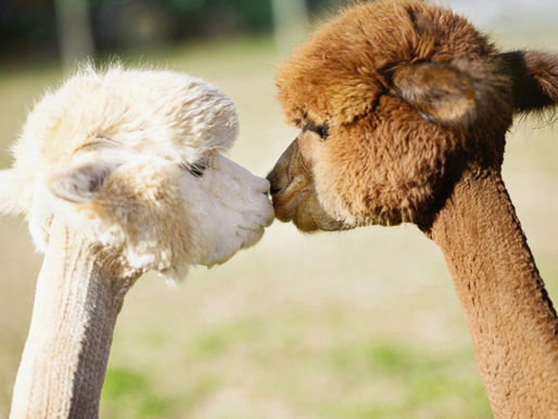 Alpaca vs Cashmere: What's the difference and how to care