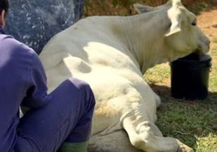 Prefeitura de Jesúpolis oferece atendimento veterinário gratuito para produtores rurais