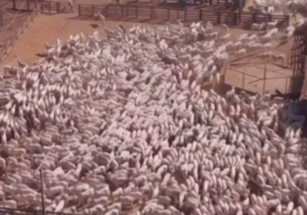 Rialma : Vídeo de mais de 2 mil bois levados a curral impressiona a web