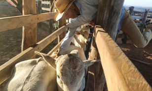 Agrodefesa prorroga até 10 de junho a vacinação contra raiva em Goiás