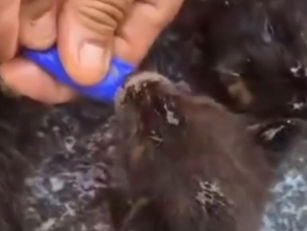 Quatro filhotes de raposa são resgatados após incêndio florestal em Bom Jesus de Goiás