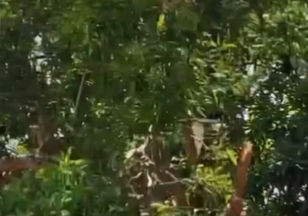 Homem escapa ileso de acidente impressionante no interior do Maranhão