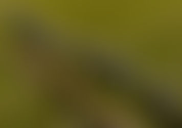 Jaraguá: Organizadores divulgam a programação das Cavalhadas e Festa do Divino 2025