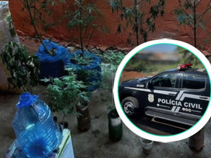 Polícia Civil descobre estufa de maconha em Uruana e prende suspeito em flagrante