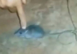Rato é usado como “mula” para transportar drogas dentro de presídio