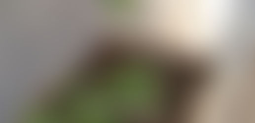 Menor de idade é apreendido após ser flagrado com plantio de maconha em casa