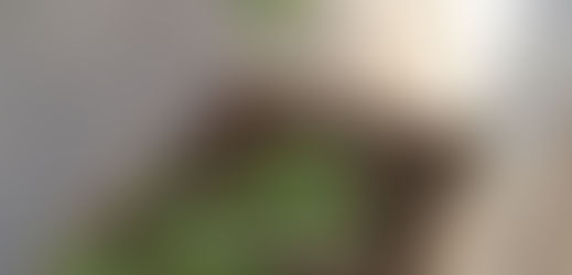 Menor de idade é apreendido após ser flagrado com plantio de maconha em casa