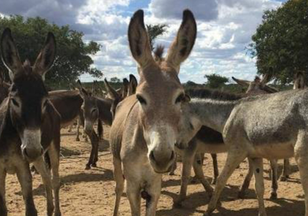 Brasil : População de jumentos despenca 94% e espécie pode desaparecer no país