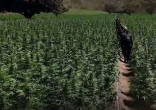 Polícia Civil encontra plantação com cerca de 40 mil pés de maconha em Minas Gerais