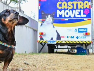 Castração gratuita de cães e gatos machos será realizada em Jaraguá no dia 16 de maio