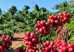 Preço do café alcança maior valor Desde 1977, e Internautas cobram promessa de Lula