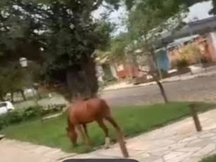 Cavalos soltos no centro histórico de Pirenópolis gera reclamação da população contra a prefeitura