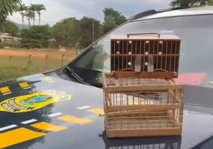 PRF resgata aves transportadas ilegalmente em ônibus na BR-153, em Jaraguá