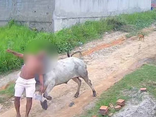 Homem é arremessado após levar cabeçada de boi e se recupera em casa após incidente.